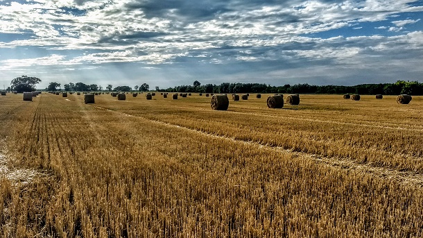 harvest-field-wheat-sky-countryside-country-1440391-pxhere.com.jpg