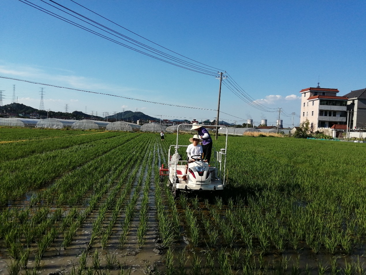 我国研制出北斗定位水稻机械智能除草机