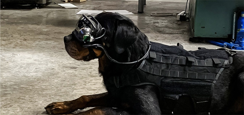 智能军用犬即将“上线”？美军方开发狗可以用的AR眼镜